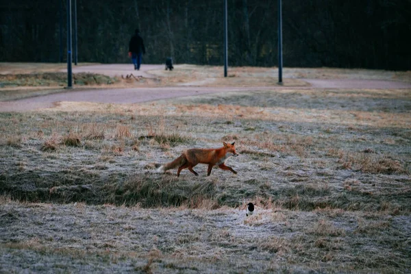 Fox Steekt Weg Vantaa Finland — Stockfoto
