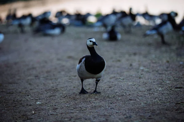 Helsinki Nin Merkezinde Brent Goose — Stok fotoğraf