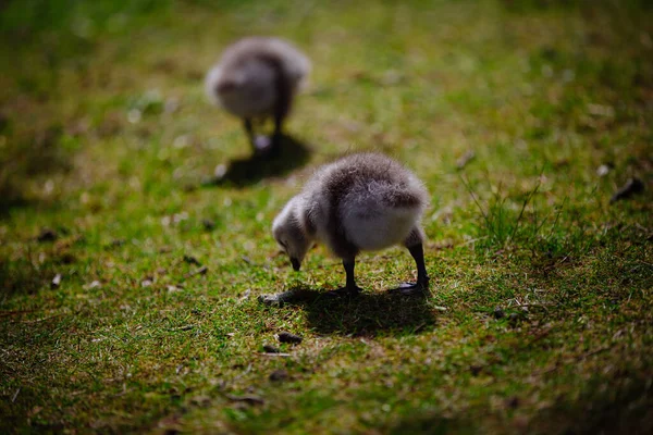 Baby Ducks — Stock Photo, Image