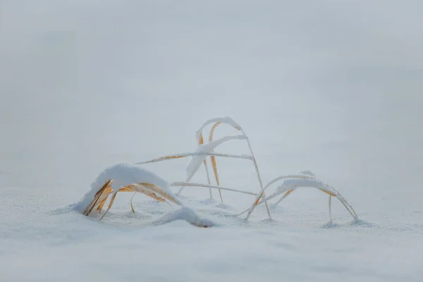 Gazon Congelé Laponie Finlandaise — Photo