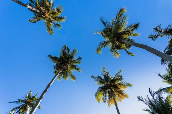 Pohled Zdola Nahoru Kokosové Stromy Proti Modré Obloze Slunečného Rána — Stock fotografie