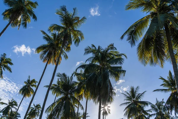 Pohled Zdola Nahoru Kokosové Stromy Proti Modré Obloze Slunečného Rána — Stock fotografie
