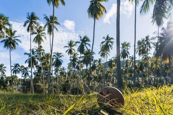 Kokosový Ořech Ležící Trávě Mýtině Mezi Palmami Tropickém Ostrově Slunečného — Stock fotografie