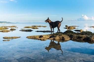 Kırmızı yakalı bir köpek, güneşli bir sabahta mavi gökyüzünün ve bulutların arka planına karşı denizdeki kayaların üzerinde duruyor. Köpeğin ve gökyüzünün sudaki yansımaları.