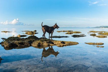 Kırmızı yakalı bir köpek, güneşli bir sabahta mavi gökyüzünün ve bulutların arka planına karşı denizdeki kayaların üzerinde duruyor. Köpeğin ve gökyüzünün sudaki yansımaları.