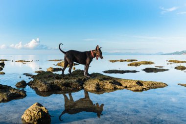 Kırmızı yakalı bir köpek, güneşli bir sabahta mavi gökyüzünün ve bulutların arka planına karşı denizdeki kayaların üzerinde duruyor. Köpeğin ve gökyüzünün sudaki yansımaları.