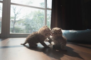 Birlikte oynayan çift şirin Farsça kedi yavrusu toprağa ev içinde.