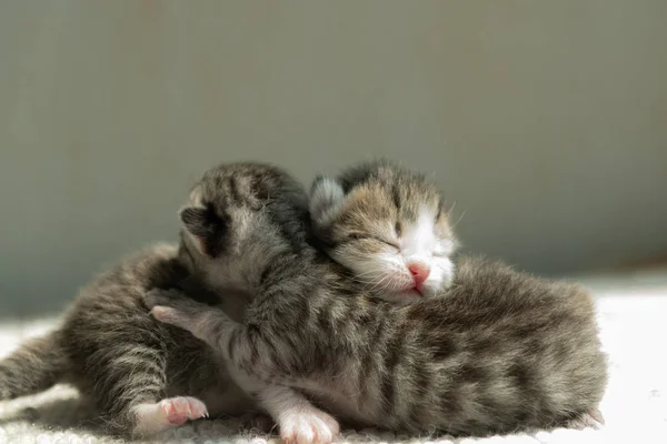 Primer Plano Del Gatito Persa Recién Nacido Acostado Suelo Casa —  Fotos de Stock