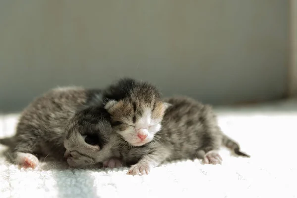 Close Newborn Persian Kitten Lying Ground Home — Stock Photo, Image