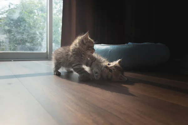 家の地で一緒に遊ぶカップルかわいいペルシャ子猫 — ストック写真