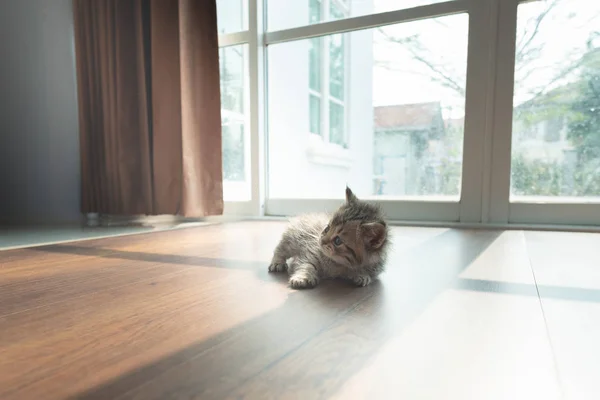 Leuk Lui Perzisch Katje Liggend Grond Huis — Stockfoto