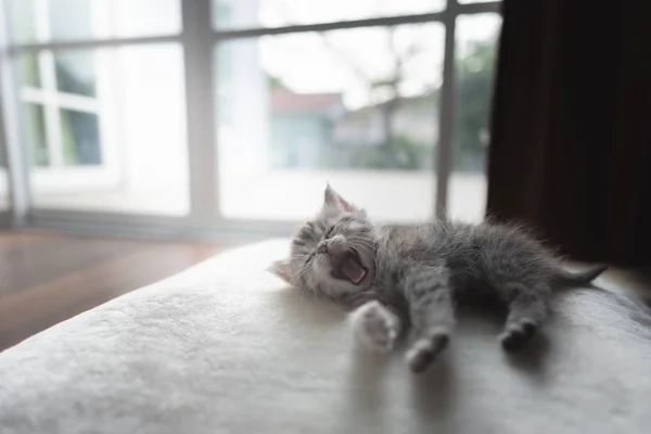 Gatinho Persa Preguiçoso Bonito Deitado Chão Casa — Fotografia de Stock