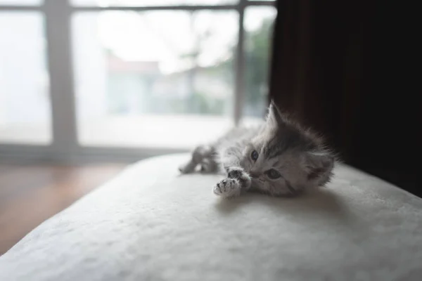 Lindo Gatito Persa Perezoso Acostado Suelo Casa — Foto de Stock