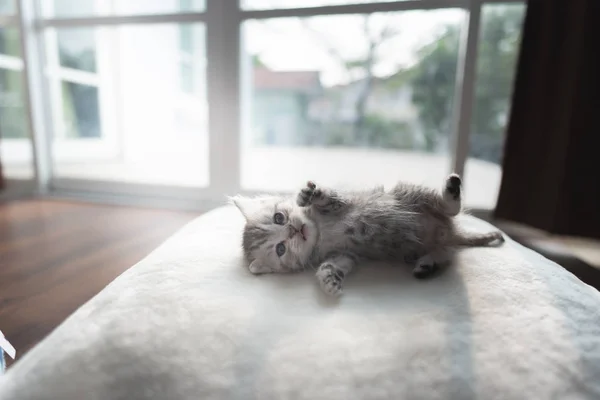 Lindo Gatito Persa Perezoso Acostado Suelo Casa —  Fotos de Stock