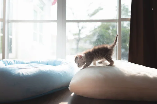 Petbed の上を歩くかわいい怠惰なペルシャ子猫 — ストック写真