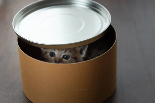 Lindo Gatito Persa Jugar Ocultar Caja Papel — Foto de Stock