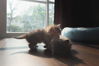 Birlikte oynayan çift şirin Farsça kedi yavrusu toprağa ev içinde.