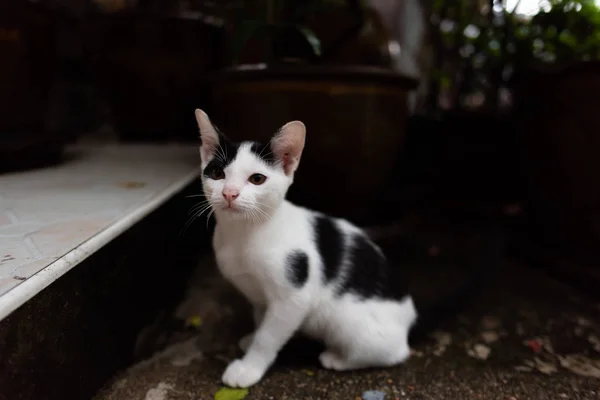 외로운 고양이 노숙자 앉아서 음식을 찾는의 클로즈업 — 스톡 사진