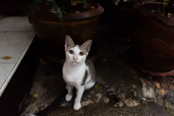 외로운 고양이 노숙자 앉아서 음식을 찾는의 클로즈업 — 스톡 사진
