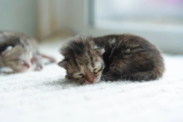 Close Newborn Persian Kitten Lying Ground Home — Stock Photo, Image