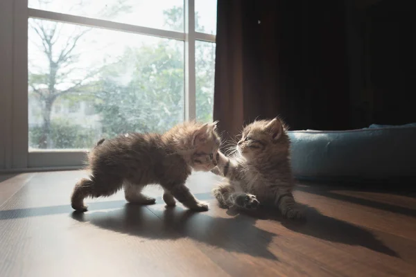 Birlikte Oynayan Çift Şirin Farsça Kedi Yavrusu Toprağa Içinde — Stok fotoğraf