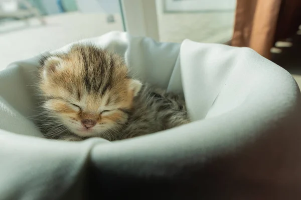 可爱的懒波斯小猫从睡在家里的白色毯子醒来 — 图库照片