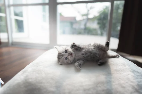 Милий Лінивий Перський Кошеня Лежить Землі Вдома — стокове фото