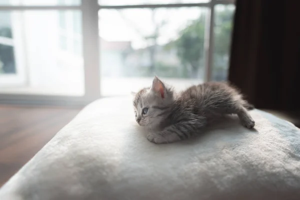 Милий Лінивий Перський Кошеня Лежить Землі Вдома — стокове фото