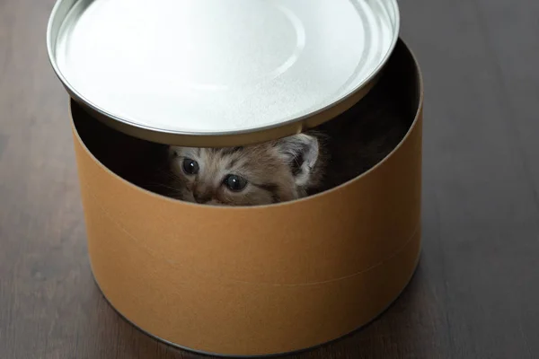 Cute Persian Kitten Play Hide Paper Box — Stock Photo, Image