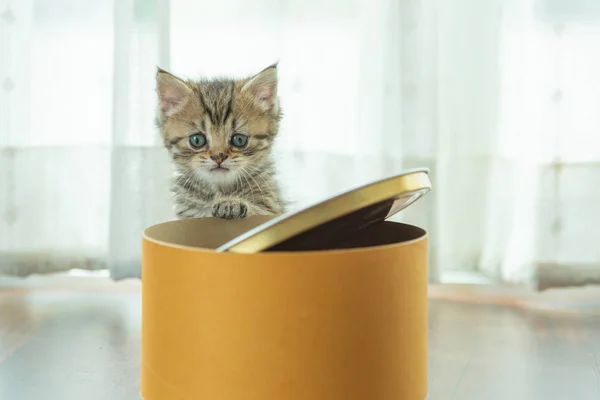 Cute Persian Kitten Play Hide Paper Box — Stock Photo, Image
