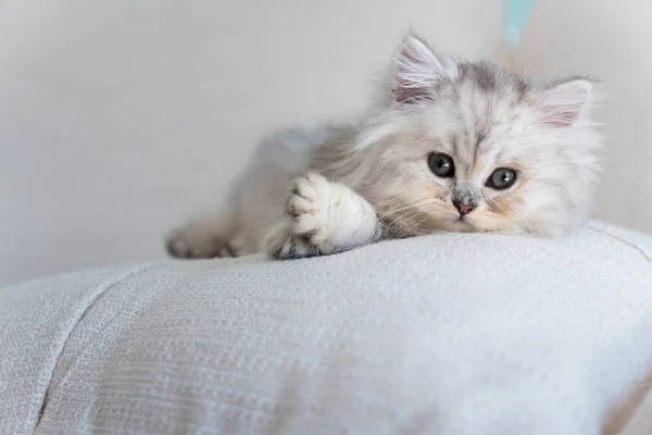 Zbliżenie Ładny Leniwy Kot Leżący Łóżku Domu — Zdjęcie stockowe