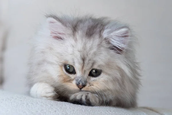 Gros Plan Chat Paresseux Mignon Couché Sur Lit Maison — Photo