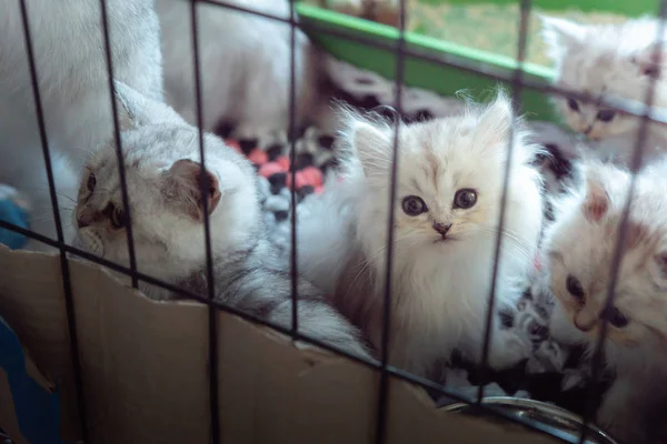 Close Poor Little Homeless Kitten Waiting Someone — Stock Photo, Image