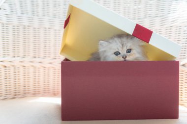 Christmag hediye kutusunda evinde sittin cyte Farsça kedi yavrusu, yakın çekim.