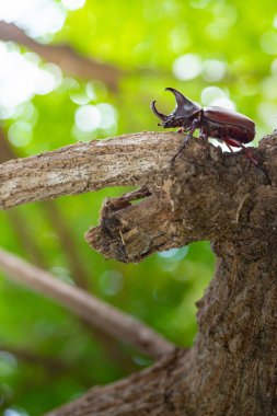 Japonya boynuz böceği veya kabuto yaz Osaka Japonya Japon çocuk için favori Evcil hayvan olduğunu.