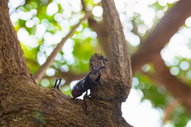 Japonya boynuz böceği veya kabuto yaz Osaka Japonya Japon çocuk için favori Evcil hayvan olduğunu.