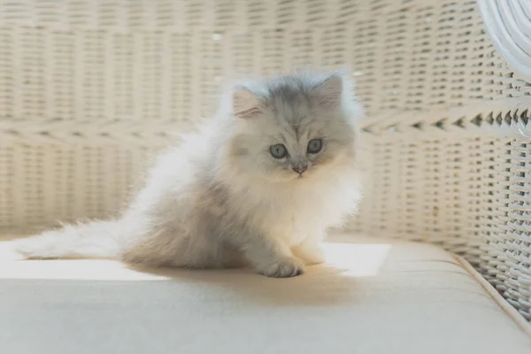 Close Gatinho Persa Bonito Sentado Cadeira Madeira Casa — Fotografia de Stock