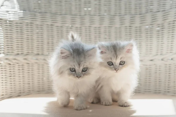 Nahaufnahme Eines Niedlichen Persischen Kätzchens Das Auf Einem Holzstuhl Haus — Stockfoto