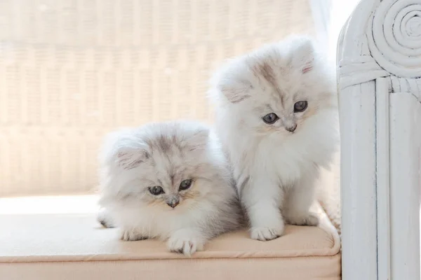 Primer Plano Lindo Gatito Persa Sentado Silla Madera Casa — Foto de Stock