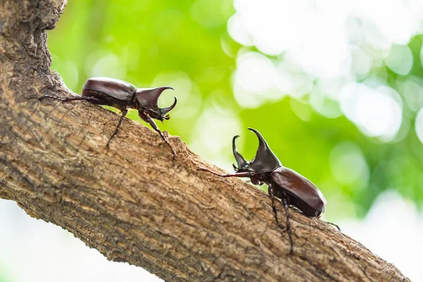 Японія Роги Жук Або Kabuto Домашнього Улюбленця Японської Дитини Влітку — стокове фото