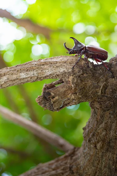 Giappone Corno Coleottero Kabuto Animale Domestico Preferito Bambino Giapponese Estate — Foto Stock