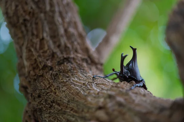 Japan Horn Beetle Kabuto Favorite Pet Japanese Child Summer Osaka — Stock Photo, Image