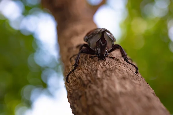 Escarabajo Cuerno Japón Kabuto Mascota Favorita Para Niño Japonés Verano — Foto de Stock