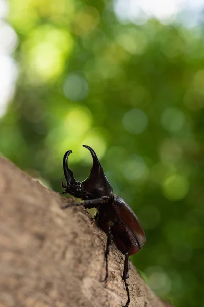 Giappone Corno Coleottero Kabuto Animale Domestico Preferito Bambino Giapponese Estate — Foto Stock