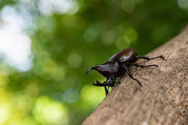 Japan Horn Skalbagge Eller Kabuto Favorit Husdjur För Japanska Barn — Stockfoto