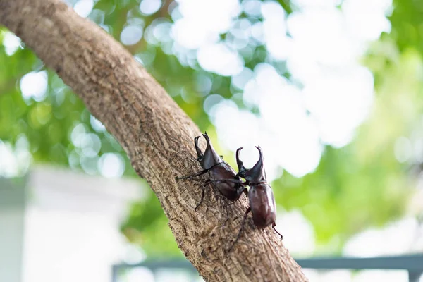 Japan Horn Beetle Kabuto Favorite Pet Japanese Child Summer Osaka — Stock Photo, Image