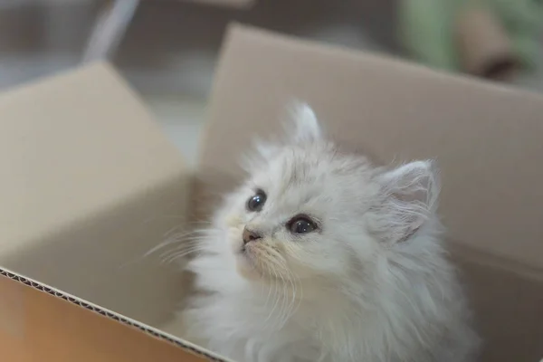 Kağıt Kutusu Içinde Oturan Sevimli Evsiz Tabby Yavru Kedi Yakın — Stok fotoğraf