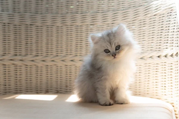 Cute Persian Kitten Walk Looking Wooden Sofa Home — Stock Photo, Image