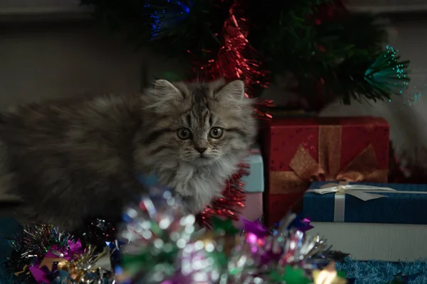 关闭可爱的小猫发挥和寻找礼物在圣诞节 — 图库照片