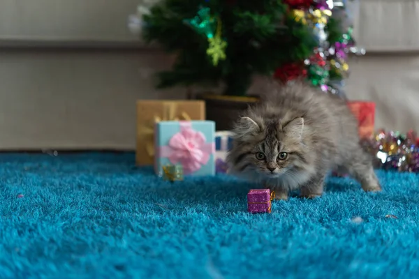 Close Gatinho Bonito Jogar Procura Presente Natal — Fotografia de Stock